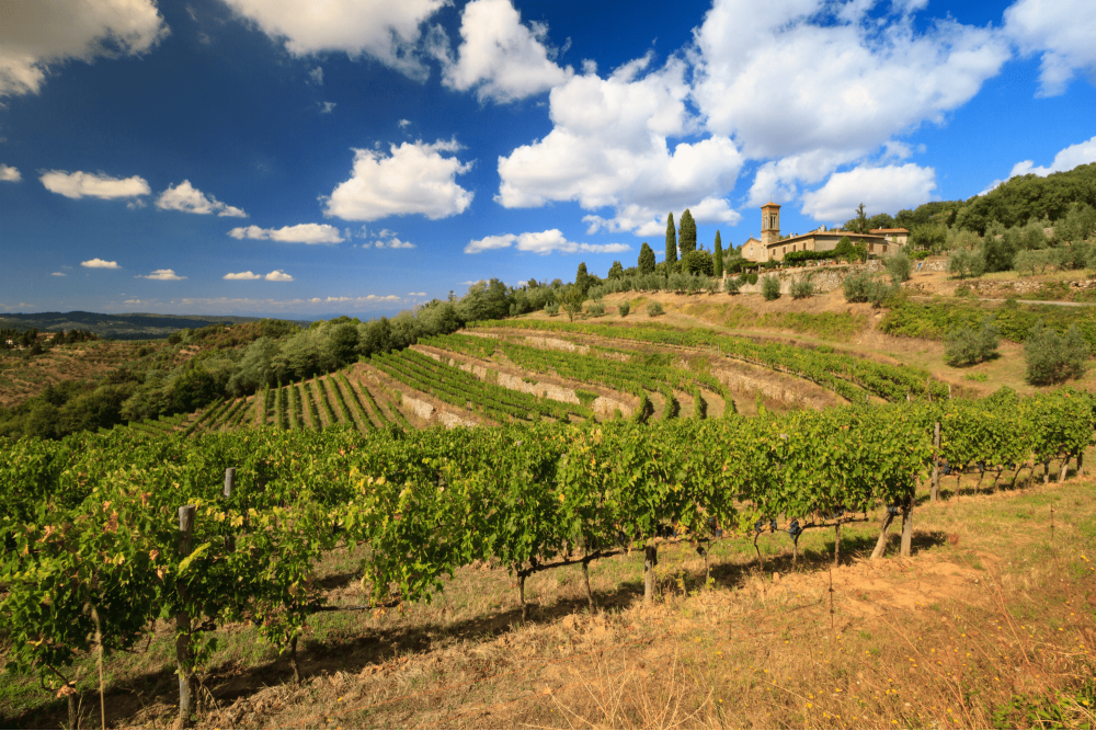 Vineyards near Montalcino