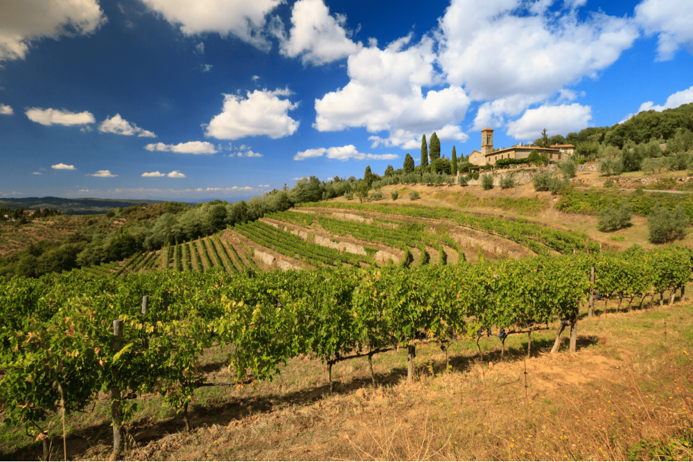 Vigneti vicino Montalcino